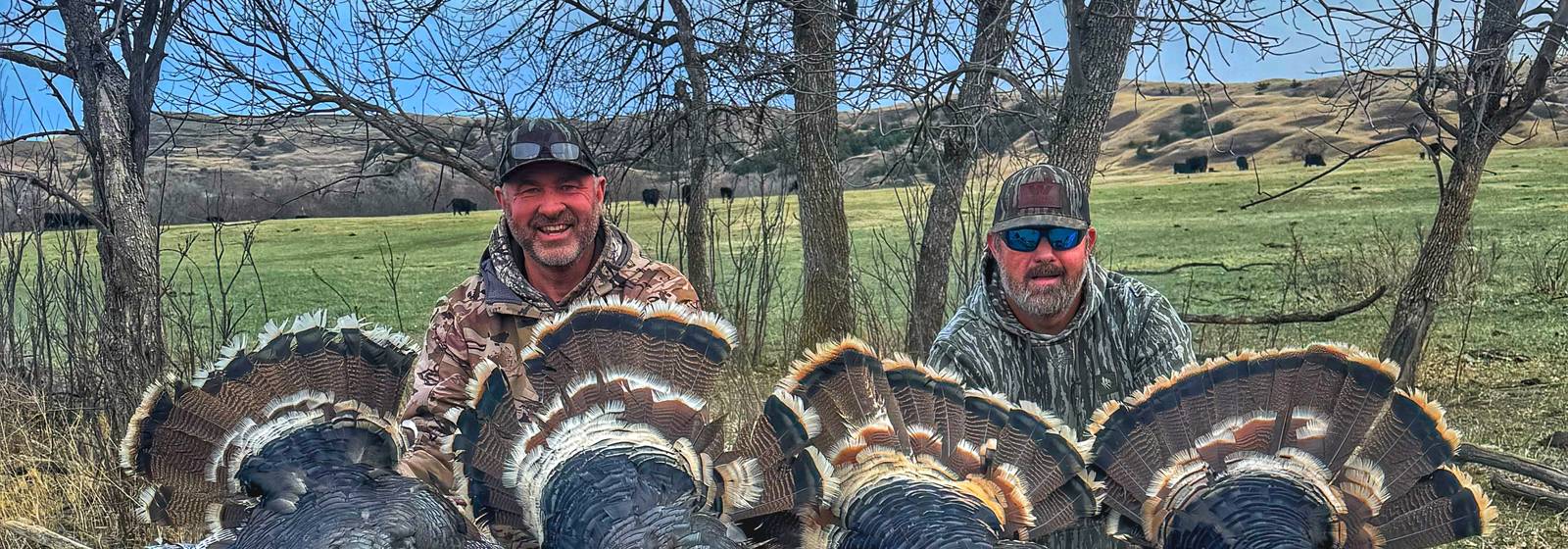 Row of Merriam's gobblers laid across a cottonwood log