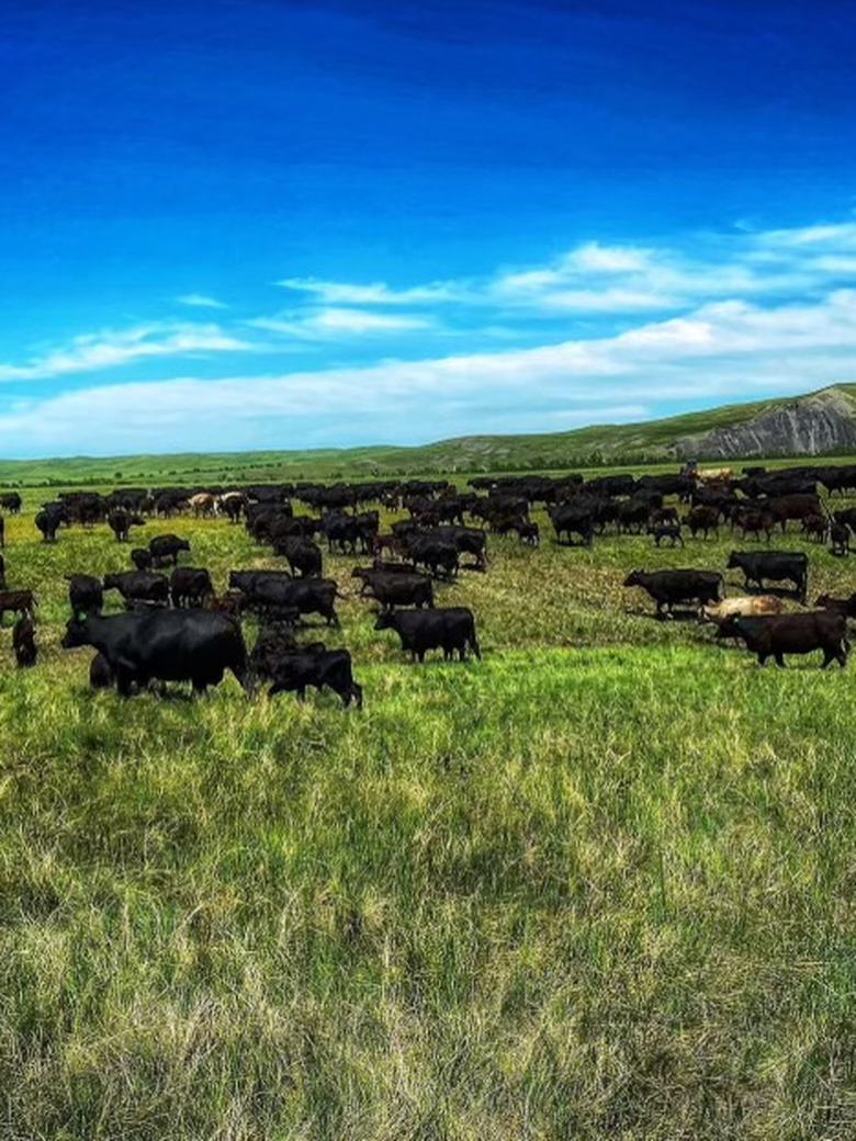 Bison herd grazing across open South Dakota prairie