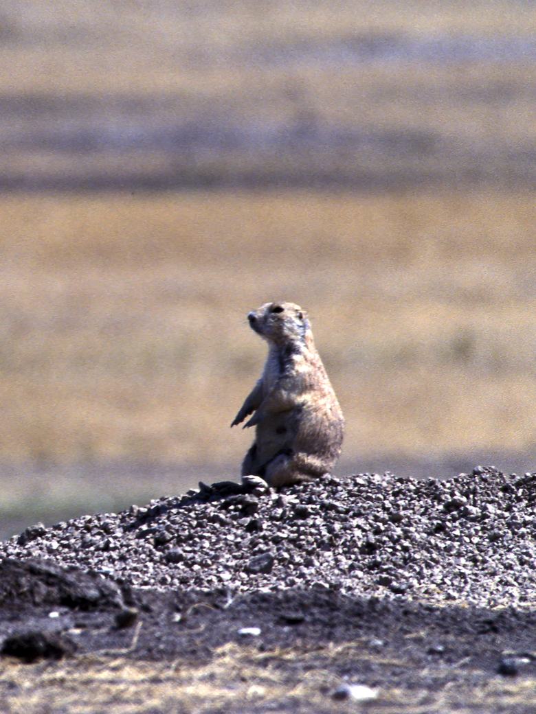 Prairie dog town spread across open ranch country