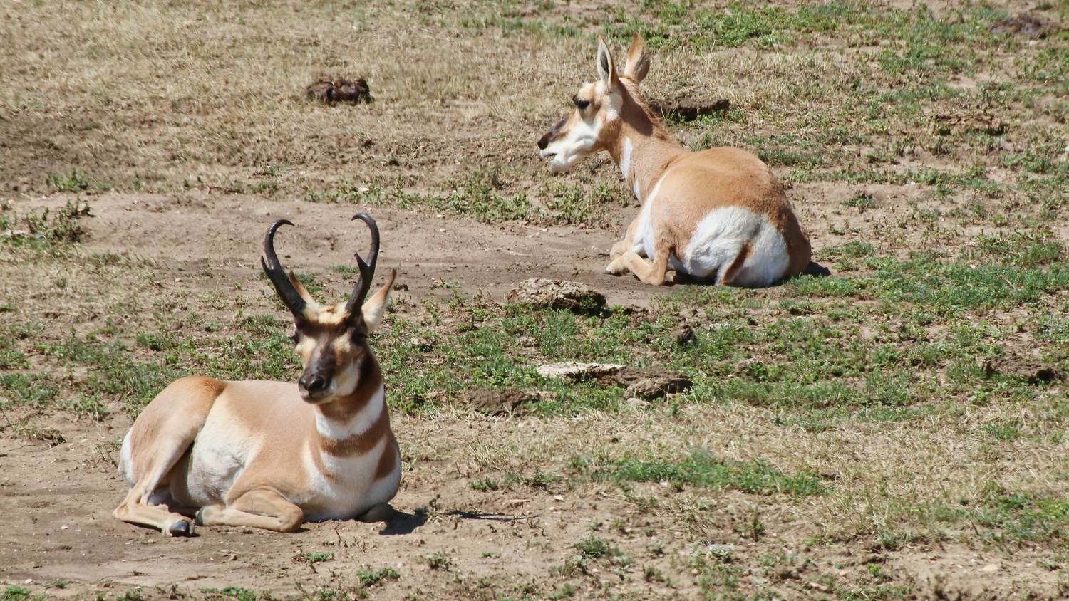 Pronghorn antelope buck bedded on the South Dakota prairie