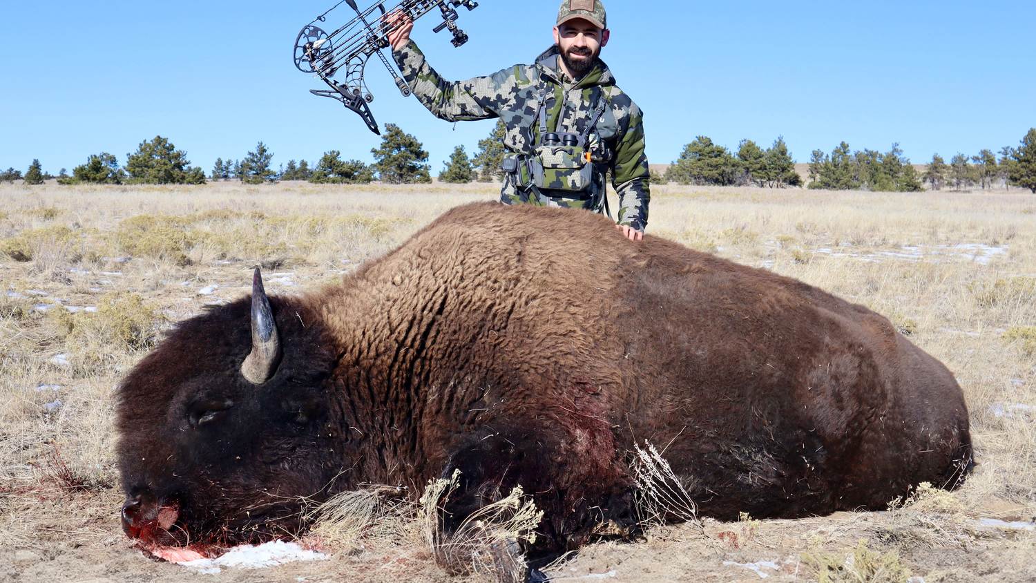 Bowhunter with an American bison bull taken on a working ranch