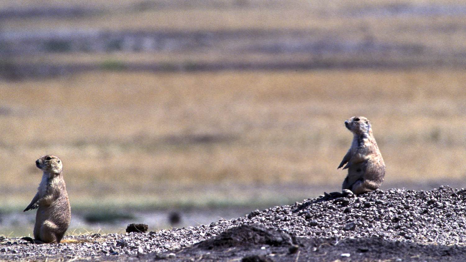 Prairie dog standing alert on its mound in a South Dakota town
