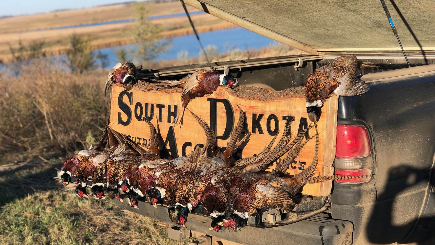 Limit of South Dakota rooster pheasants laid out behind the ranch sign