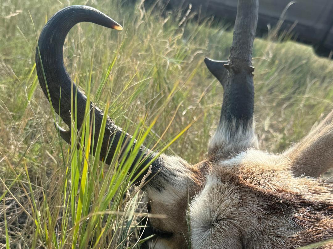 Pronghorn antelope in native prairie grass at sunset