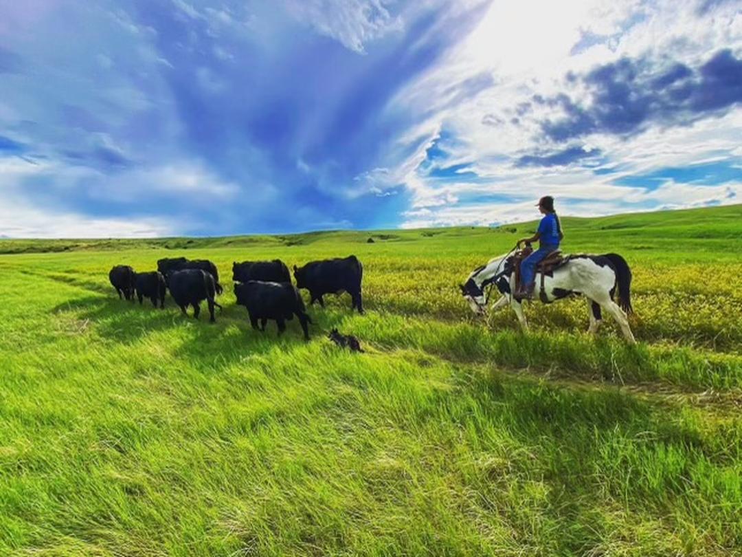 Cattle grazing green pasture on a working South Dakota ranch