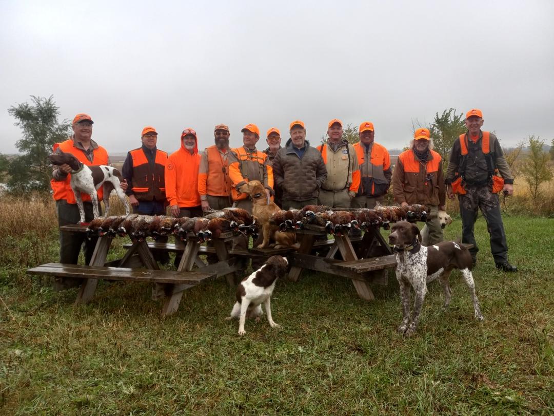 Hunting party with bird dogs and a limit of wild pheasants