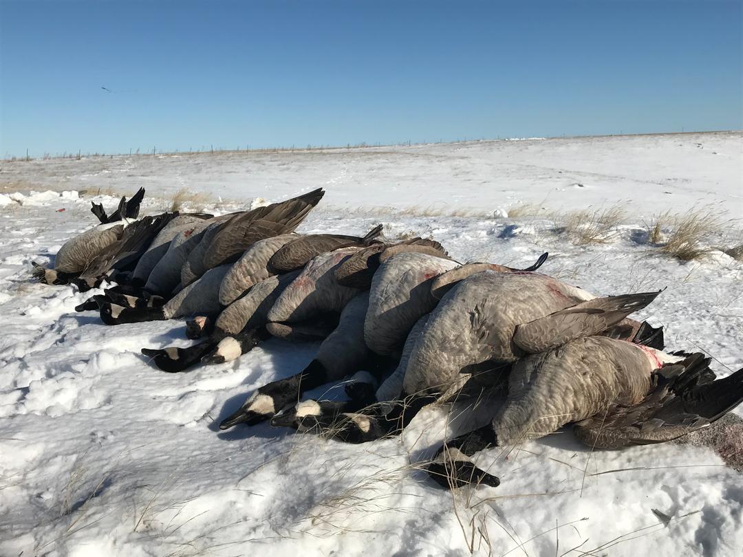 Canada geese laid out in fresh snow after a South Dakota field hunt