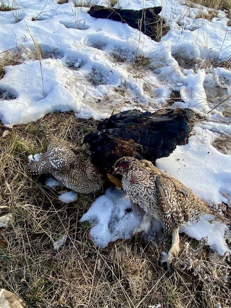 Rooster pheasants in fresh snow at the end of a late-season hunt