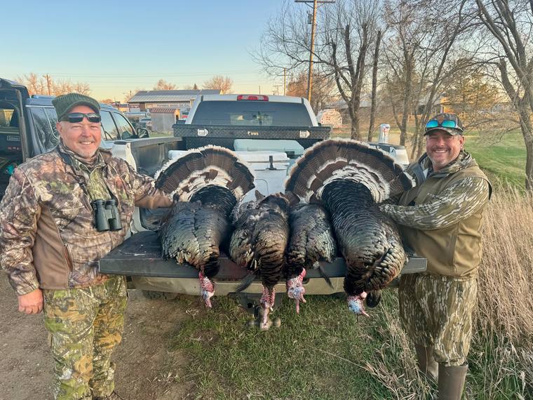 Two hunters with four Merriam's gobblers laid across the tailgate