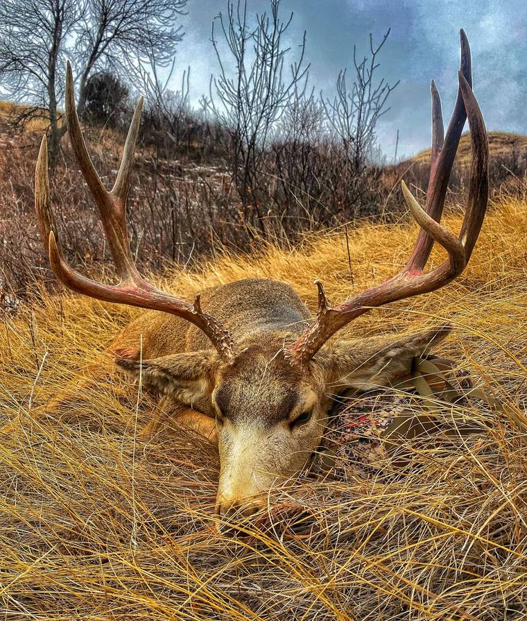 Close-up of a mule deer rack lying in golden prairie grass